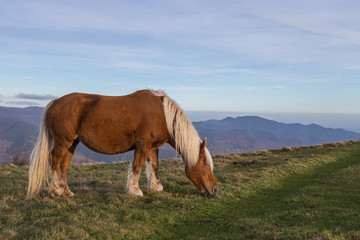 cheval à crinière blonde