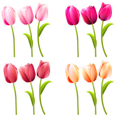 Some realistic tulips on white