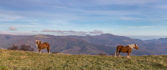 chevaux à crinière blonde