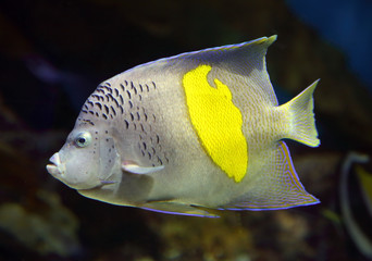 angelfish - Pomacanthus, maculosus