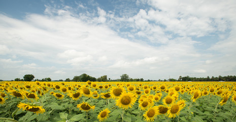 sunflower field and cloudy sky