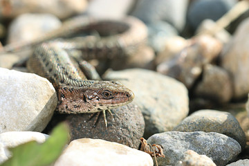 brown lizard on a rock close