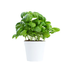 Basil in white flowerpot