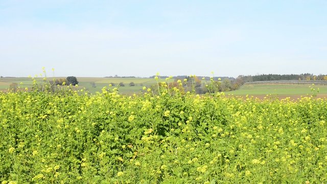 Senf, Gr&uuml;nd&uuml;ngung