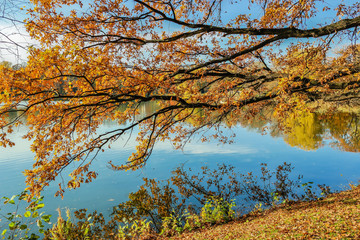 Fototapeta premium herbstliche Stimmung Schwanenteich