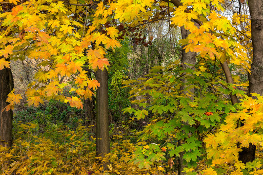 autumn park in foliage