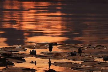 Photo sur Plexiglas Nénuphars coucher de soleil nénuphars