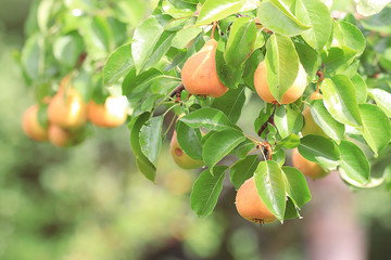 pear on a branch of ripe yellow
