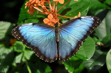 Blue Morpho butterfly shows its beauty in the gardens.