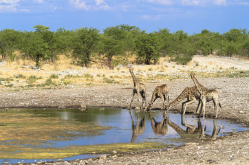 Giraffengruppe im Etosha Nationalpark