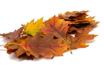 Autumn leaves decorative