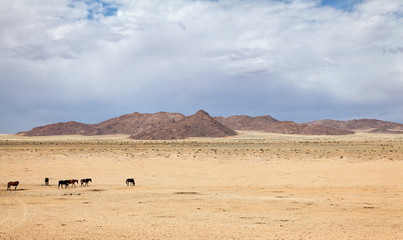 Wildpferde der Namib