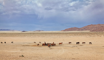 Fototapeta na wymiar Wildpferde der Namib