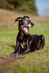 funny black dog yawns