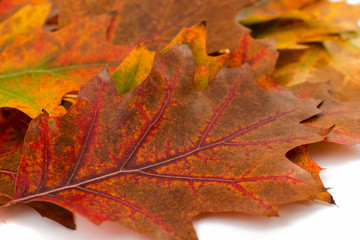 Fototapeta na wymiar Autumn leaves decorative