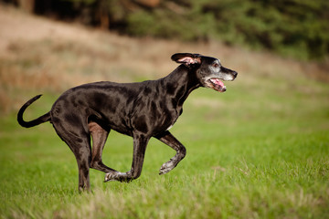 old great dane dog running outdoors