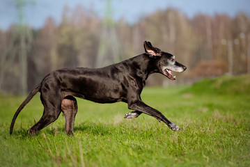 black old great dane dog running outdoors - obrazy, fototapety, plakaty