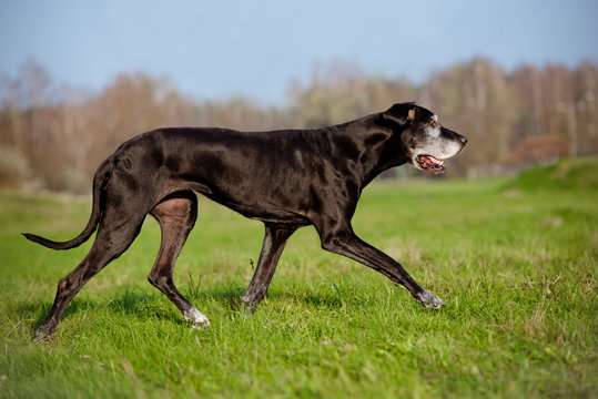 Beautiful Old Great Dane Dog Walking Outdoors