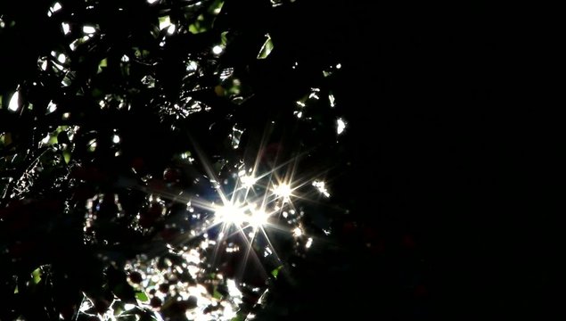 Sonnenstrahlen glitzern durch die Bl&auml;tter an einem Baum 