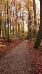 Obraz premium Weg durch den herbstlichen Wald