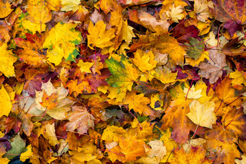 Colorful autumn leaves
