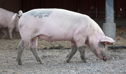 big pig full-length profile
