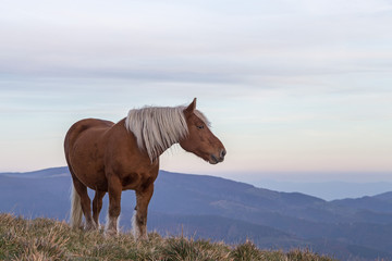 cheval à crinière blonde