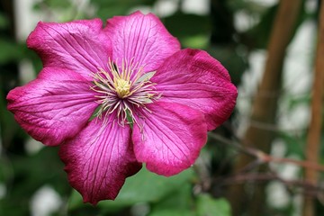 Fototapeta premium Deep pink clematis
