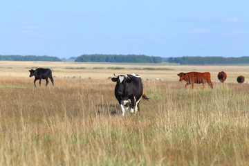 Fototapeta na wymiar Cows in the field