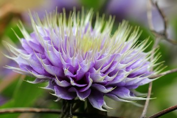 Blue clematis - Closeup