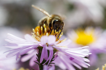 bee