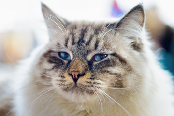Naklejka premium Ragamuffin cat
