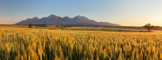 Wheat field with path under Tatras