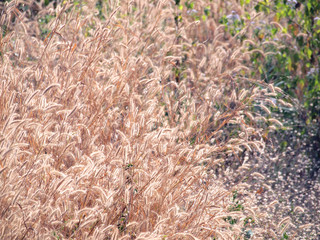 Grass flower
