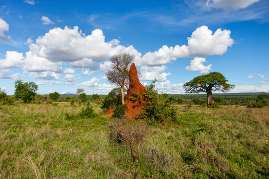 Afrikaanse savanne met rode termietheuvel en bomen