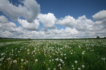meadow of dandelions
