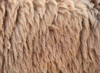 Sheepskin Background