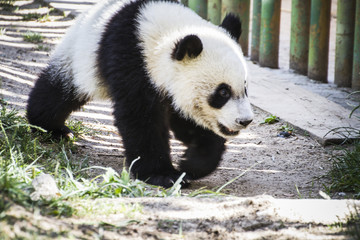 Obraz premium Beautiful breeding panda bear playing in a tree