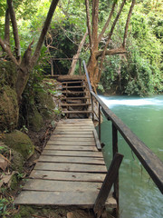 wood bridge in the jungle