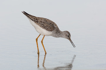 Lesser Yellowlegs Foraging in a Shallow Pond