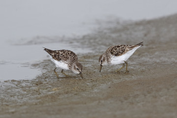 Least Sandpipers Foraging on a Mudflat - Texas
