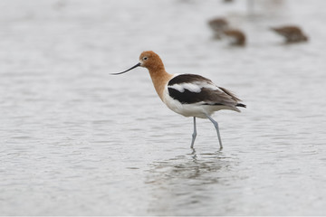 American Avocet in Breeding Plumage - Texas