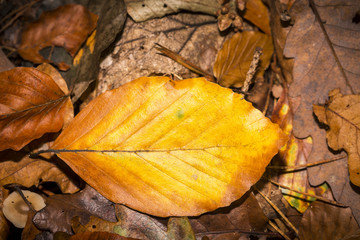 single autumn beech leave an the forest soil