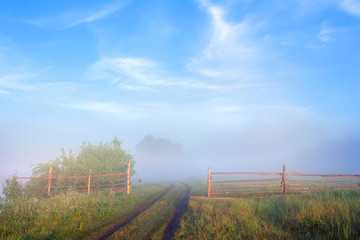 Fototapeta na wymiar thick fog in the field