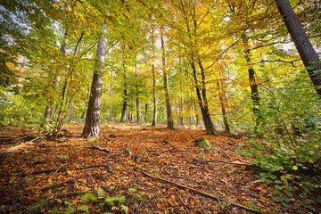 HDR shoot of a autumn forest