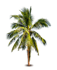 Fototapeta na wymiar Palm tree. Vector illustration