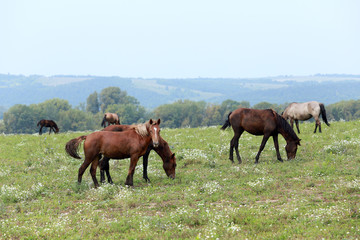 Obraz premium horse on pasture
