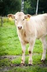 Junges Charolais-Rind auf der Weide