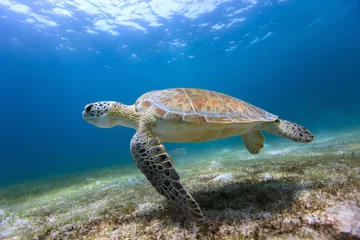 Fotobehang Schildpad Karetschildpad zeeschildpad