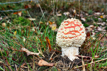 Toxic mushroom